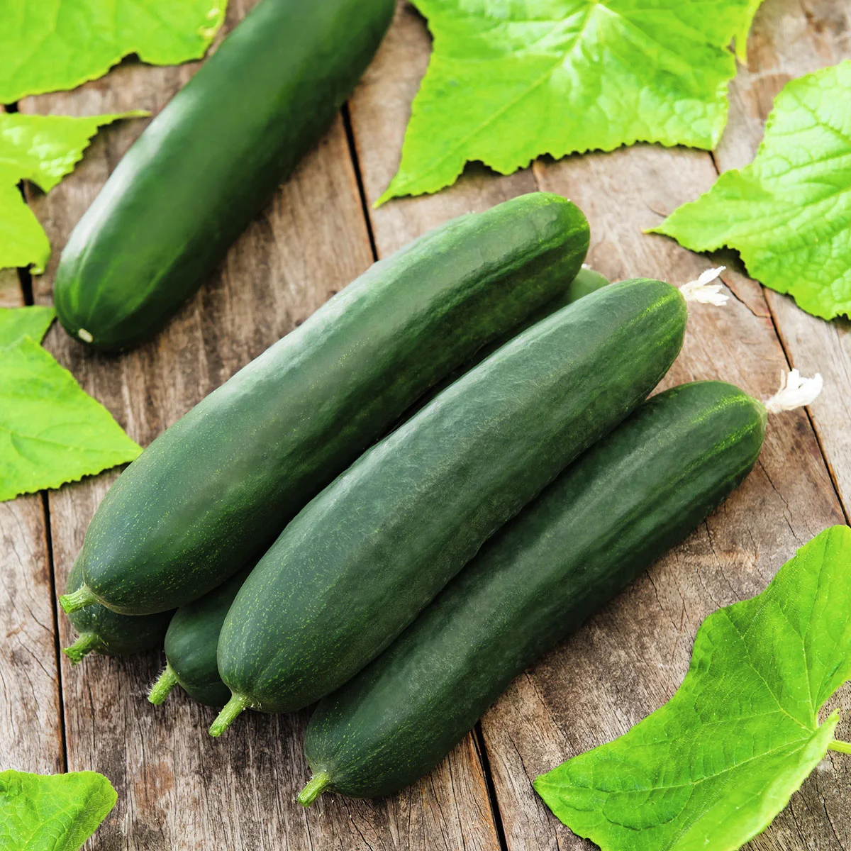 Gurkenpflanze Salatgurke midi, veredelt