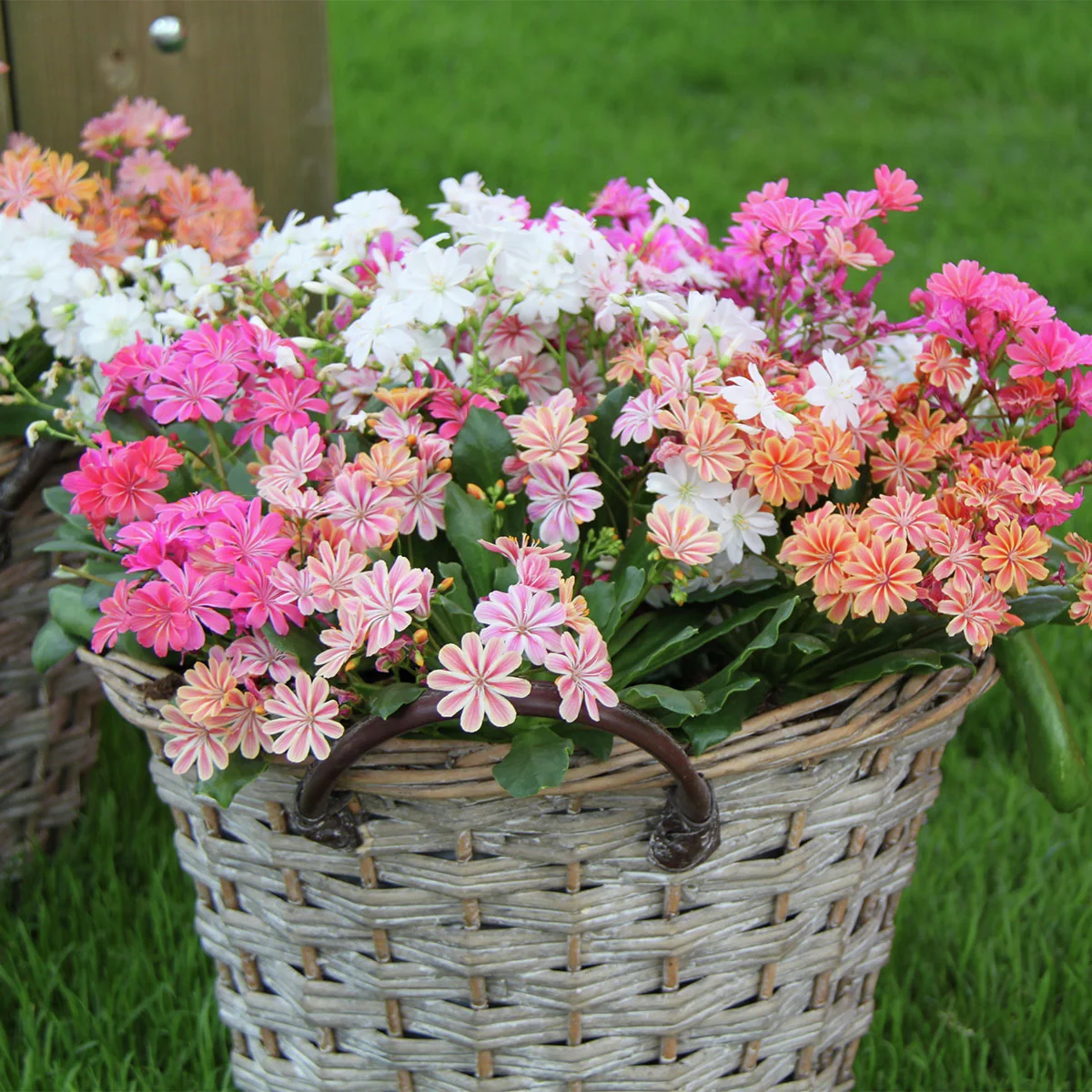 Porzellanröschen-Mix