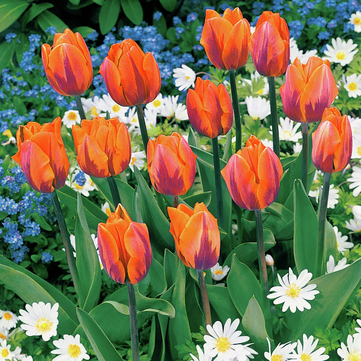 Tulpe Prinzessin Irene