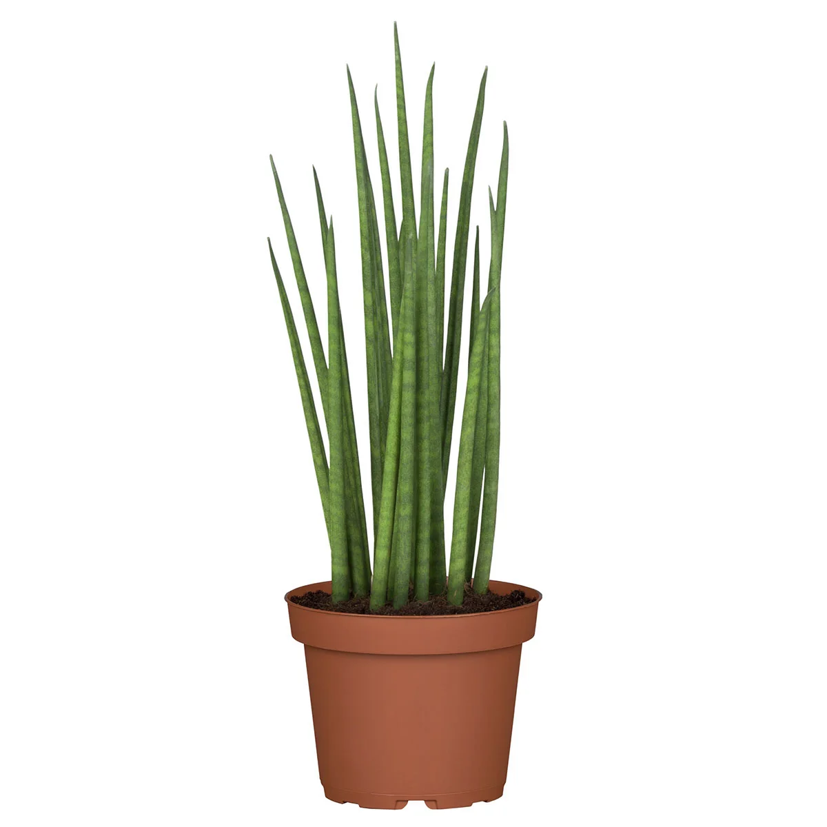 Bogenhanf Fernwood Mikado, Höhe ca. 30-40 cm