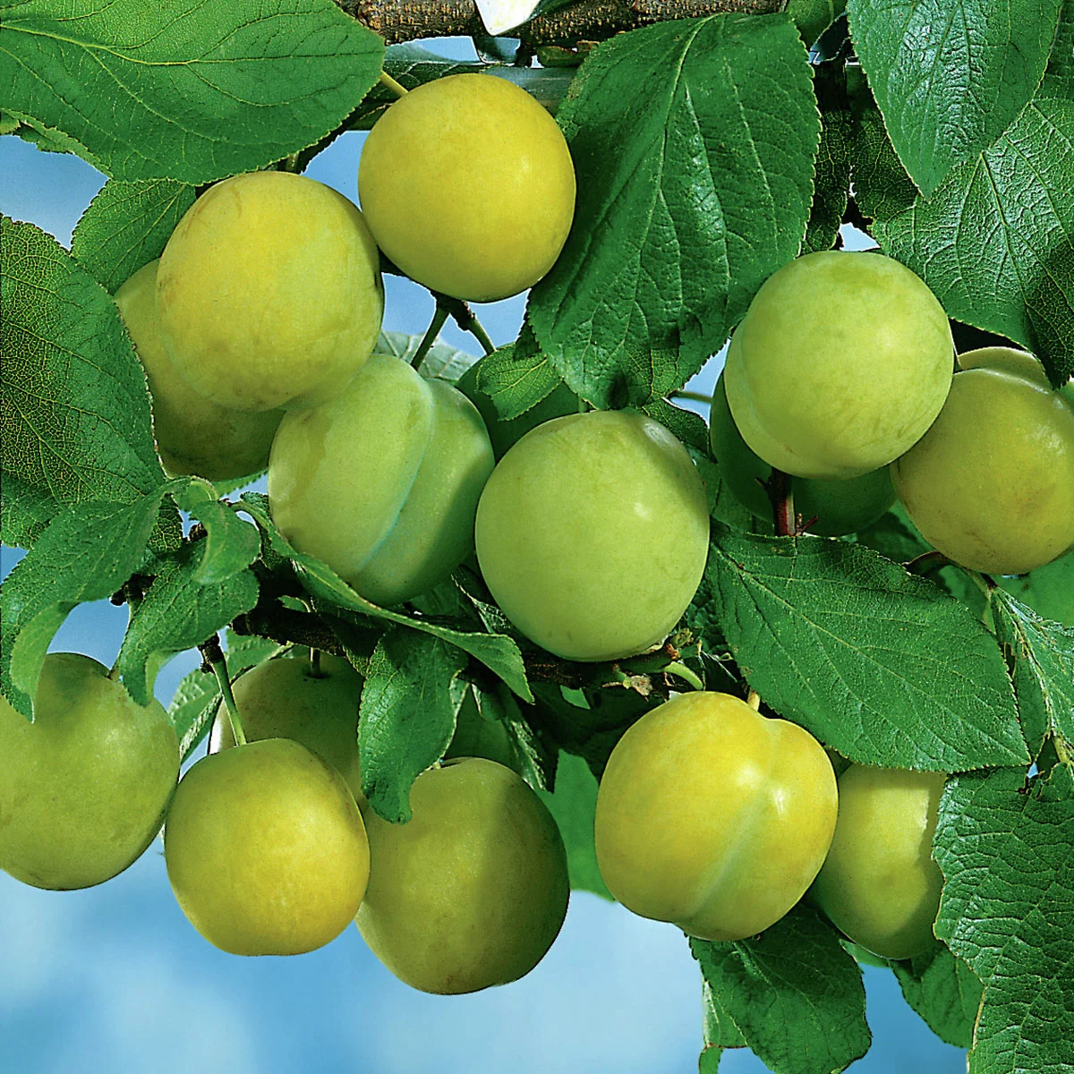 Pflaume Oullins Reneklode