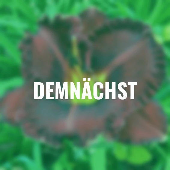 Bonbon-Taglilie Midnight