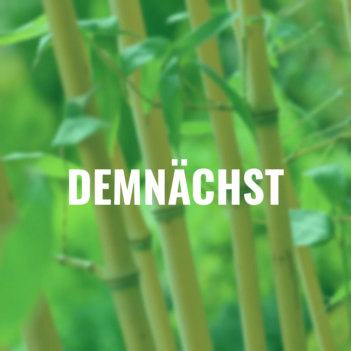 Bambus Aureocaulis, im ca. 28 cm-Topf