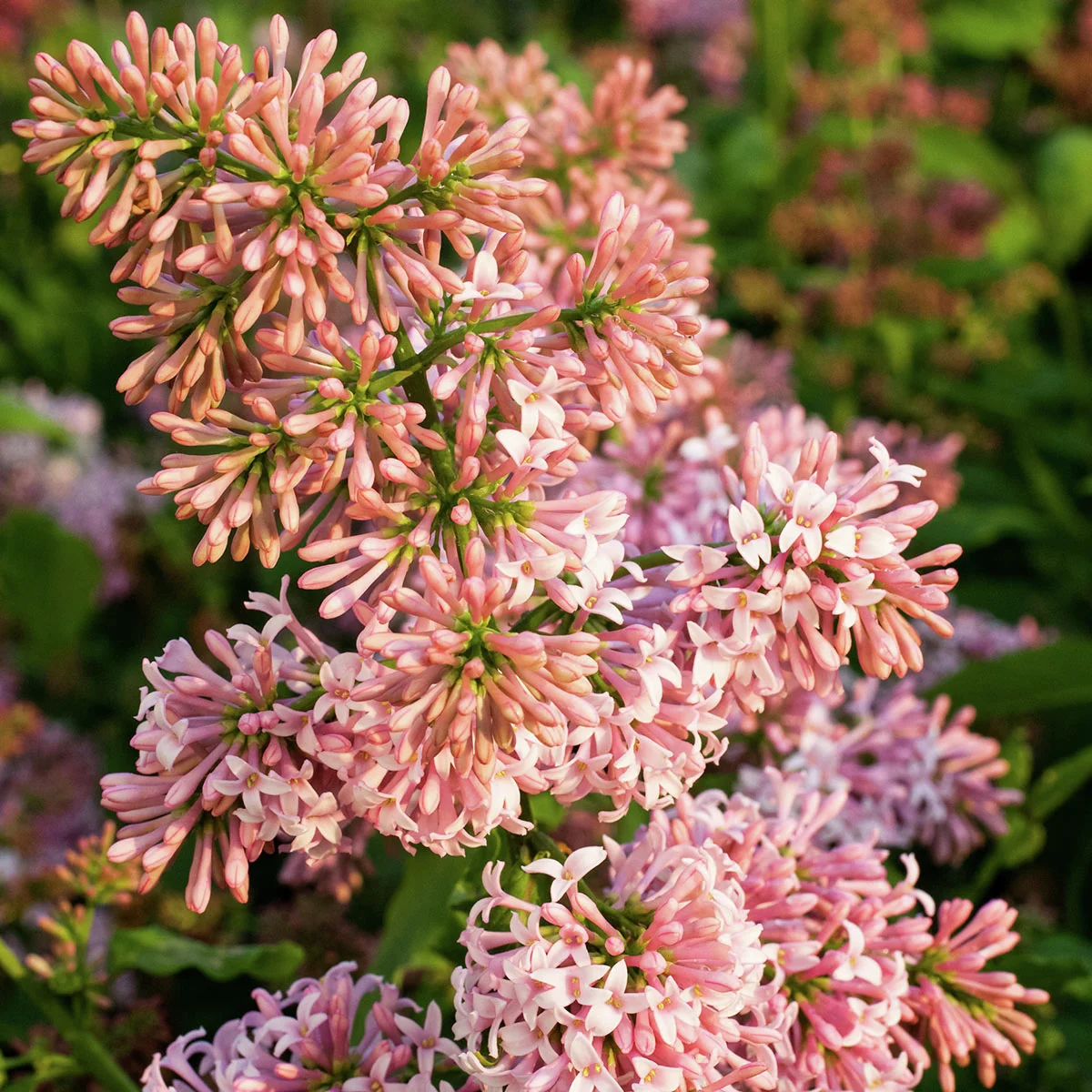 Kanadischer Flieder Miss Canada