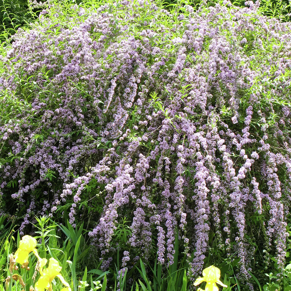 Wasserfall-Schmetterlingsflieder