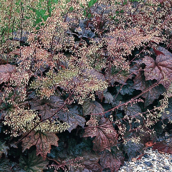 Purpurglöckchen Palace Purple