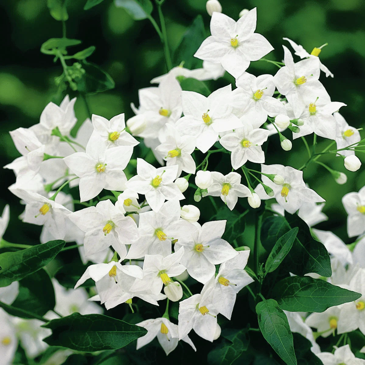 Sommer-Jasmin, weiß