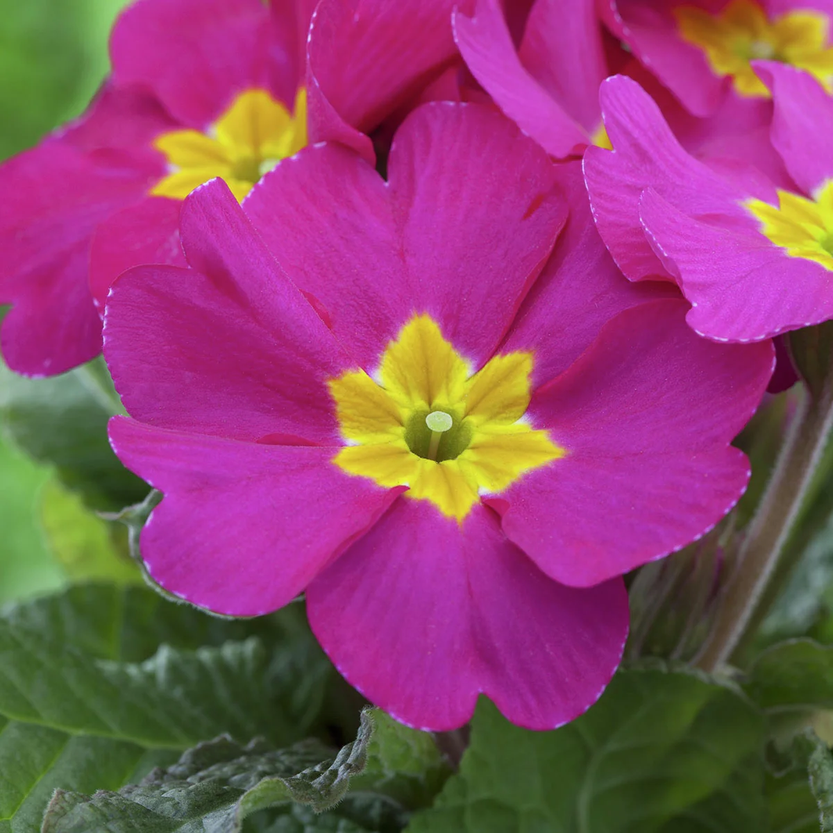 Rosa Stängellose Gartenprimel