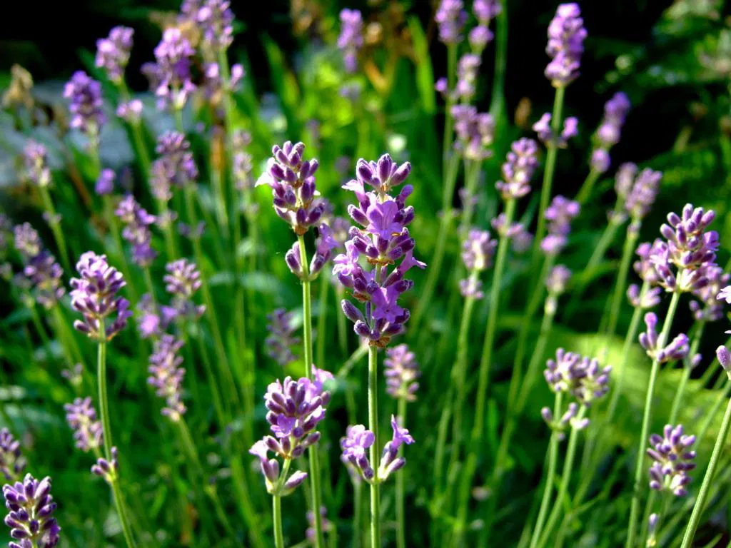 Lavendel Siesta