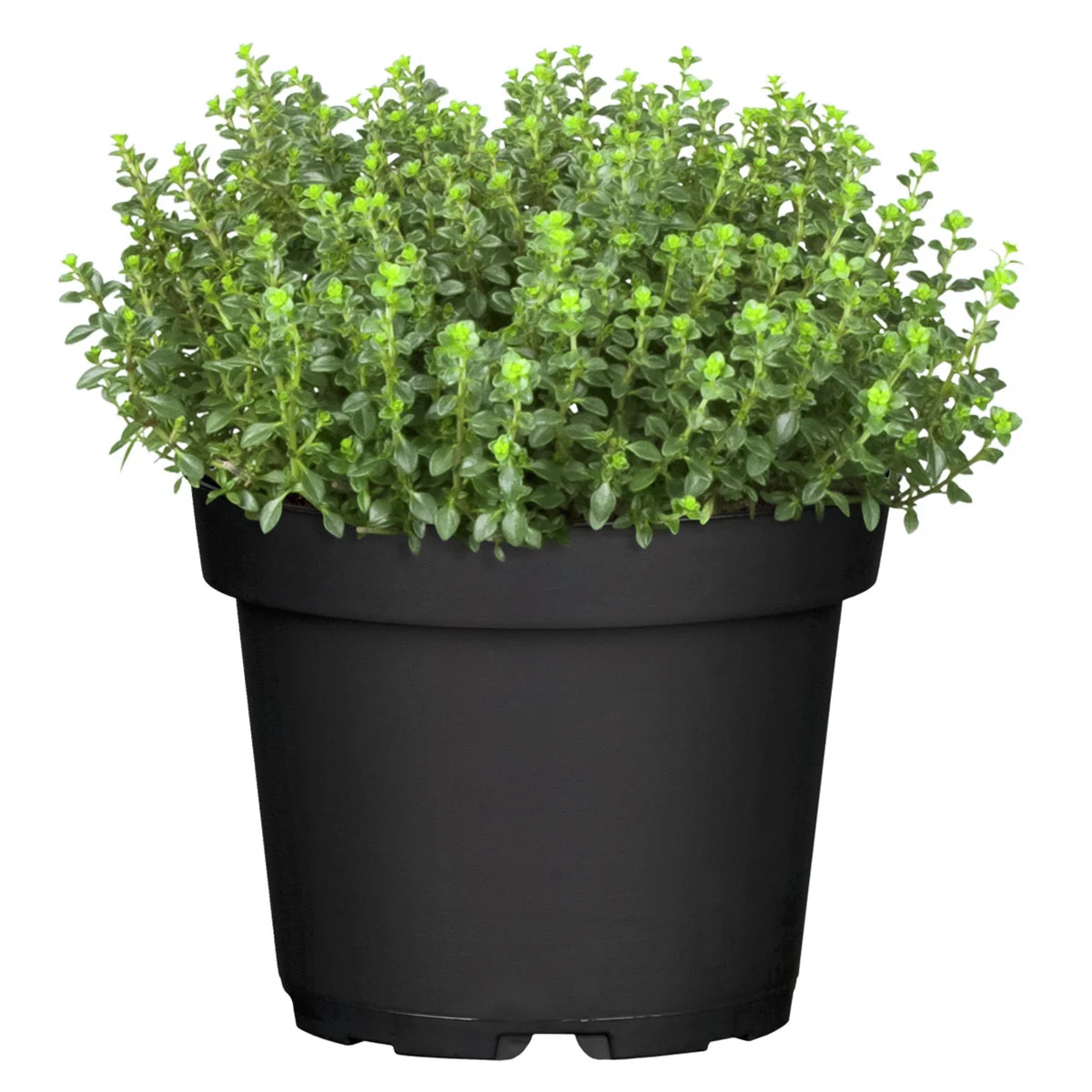 Eataliano Echter Thymian