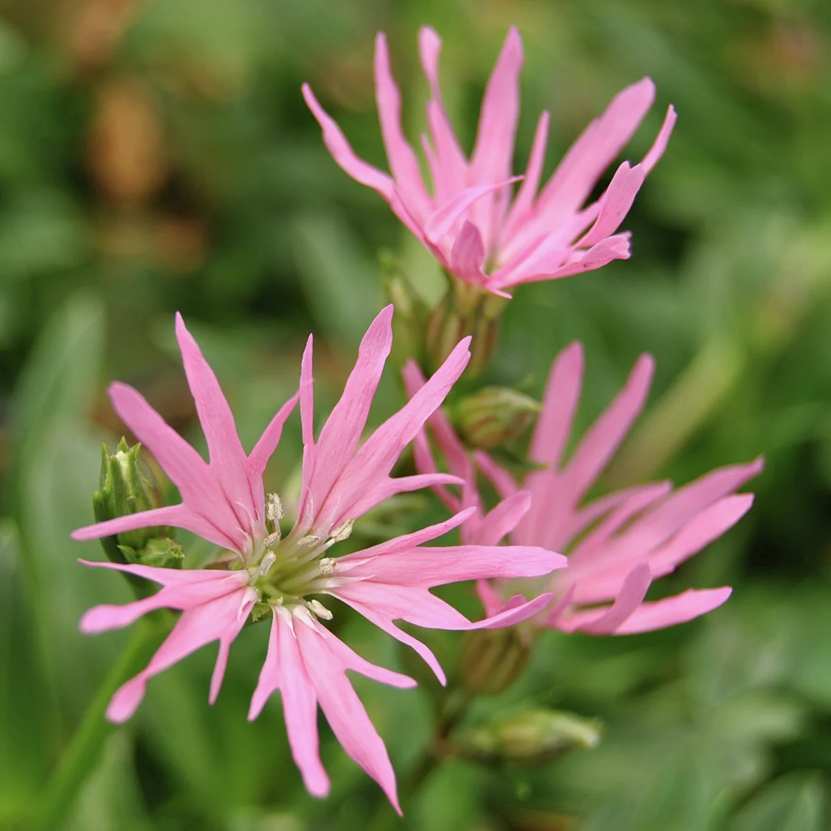 Zwergkuckucksblume