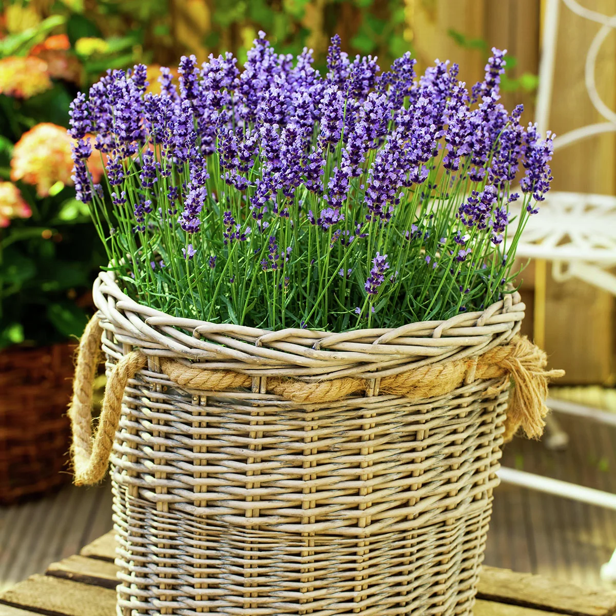 Eataliano Solitär-Lavendel, im ca. 14 cm-Topf