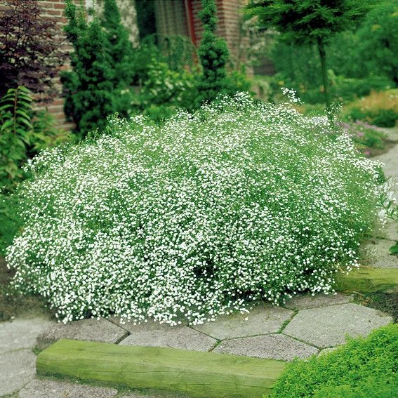 Schleierkraut, weiß