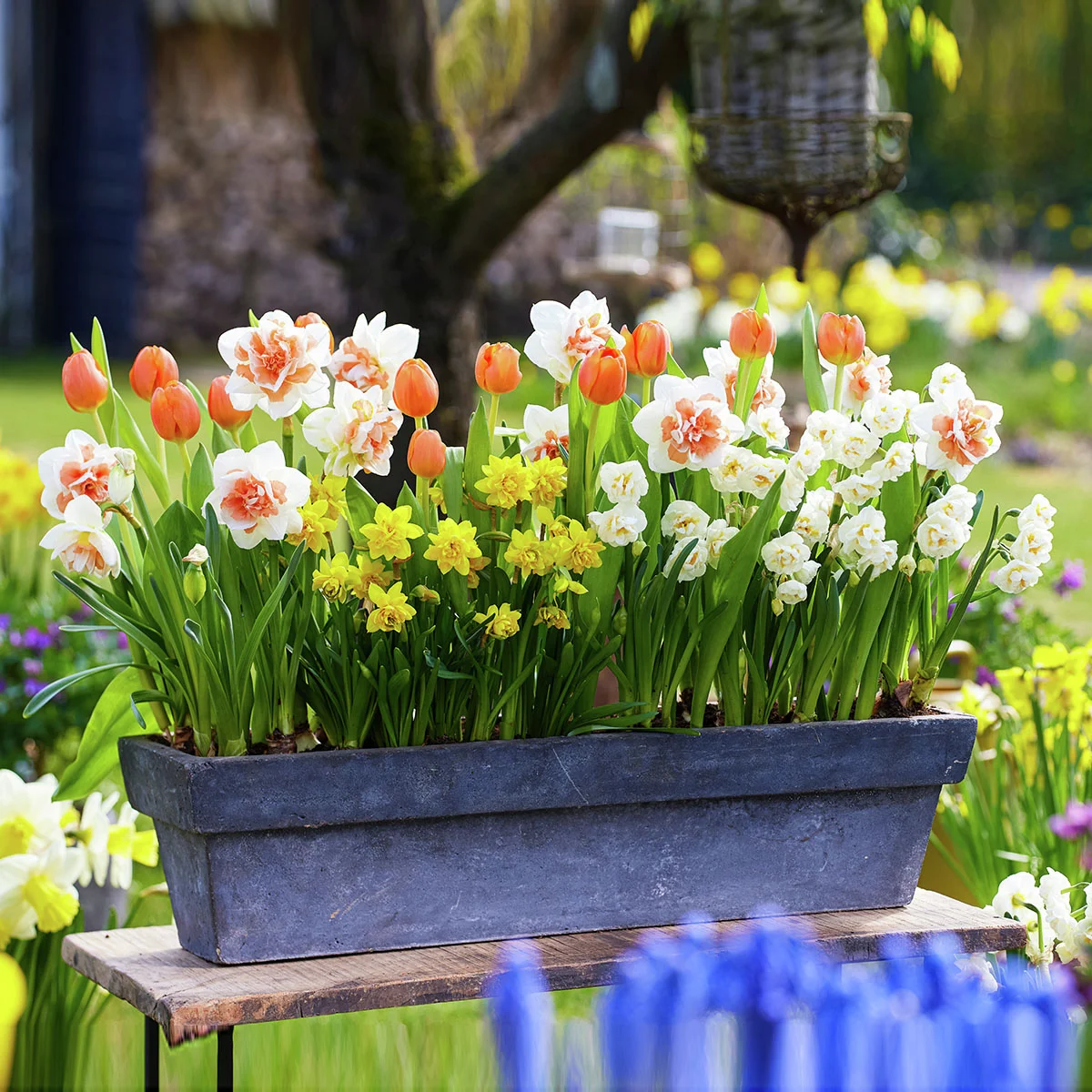 Blumenzwiebel-Set Blütenpracht