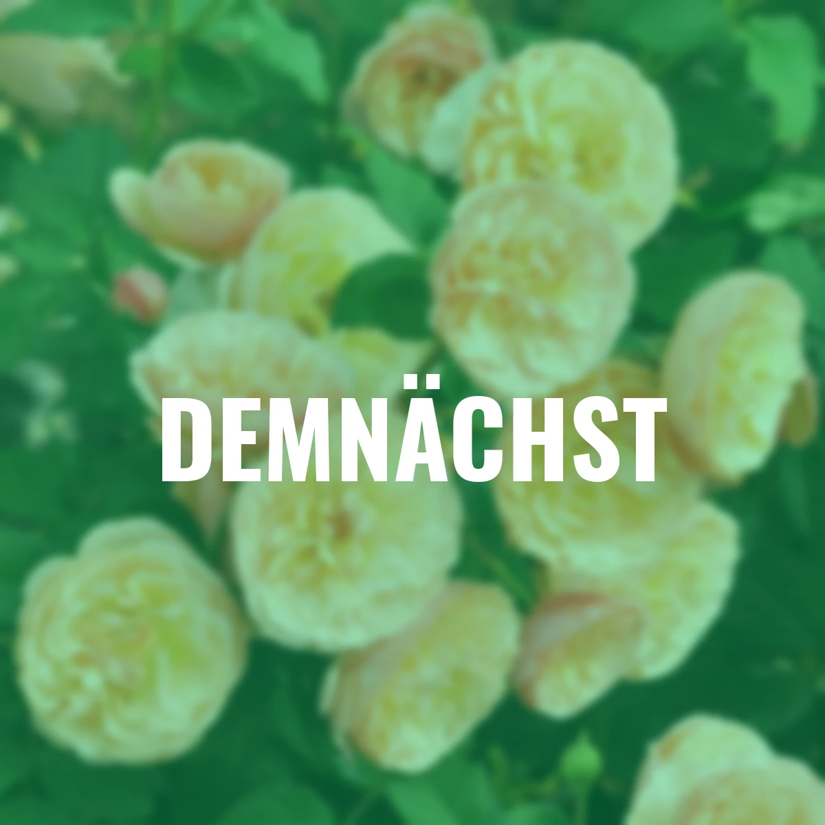 Essbare Culinaric Rose