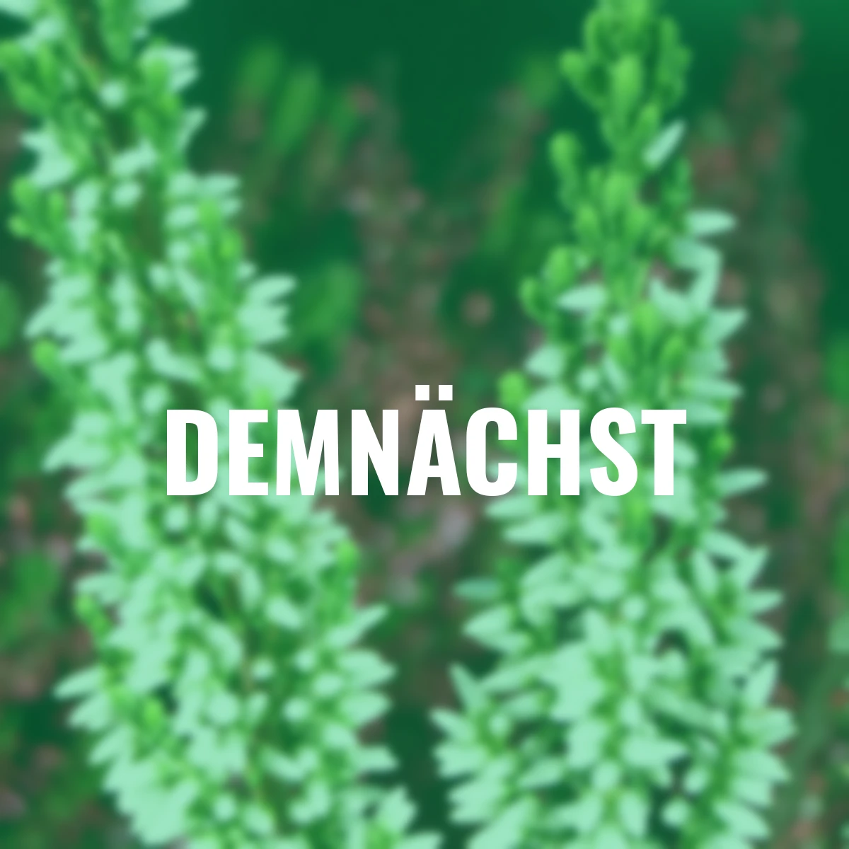 Knospenheide Gardengirls®, weiß