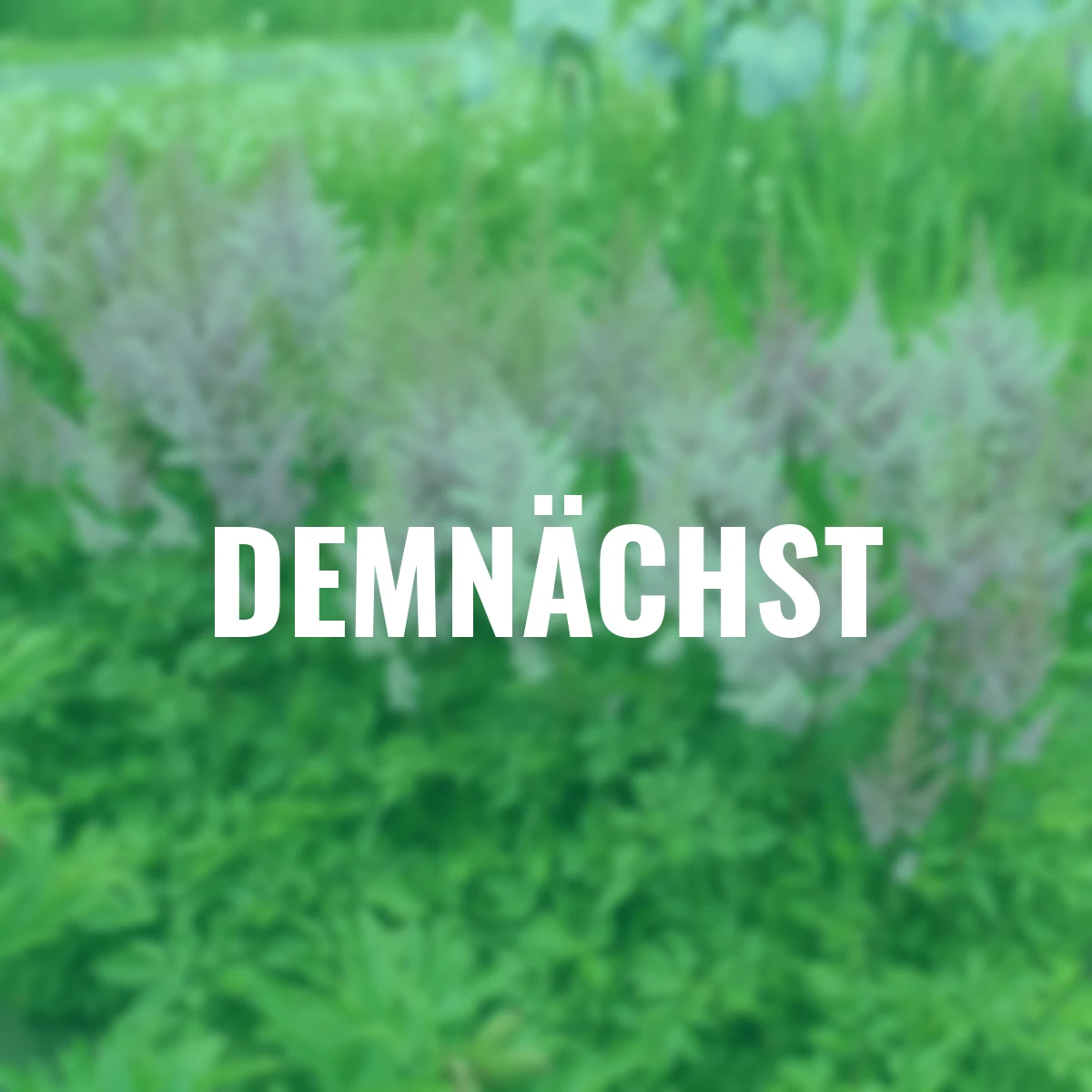 Prachtspiere Ice Cream