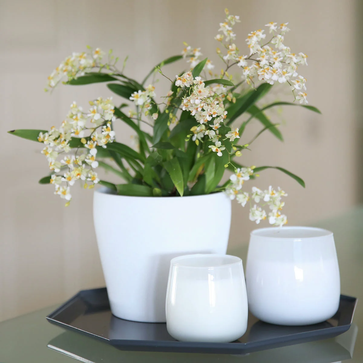 Tigerorchidee Little Brilliants, Höhe ca. 30-40 cm