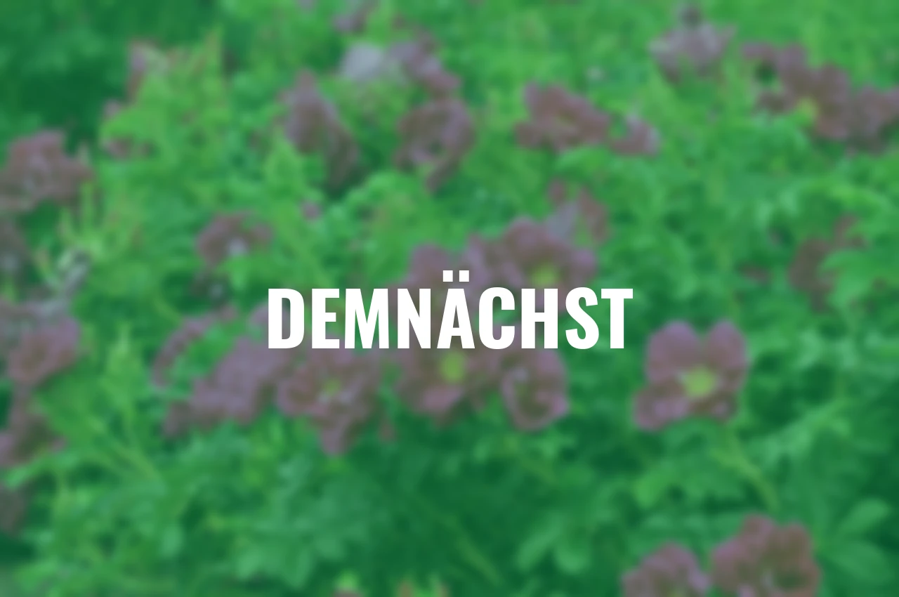 Duftrose Purple™ Aurora®, wurzelverpackt