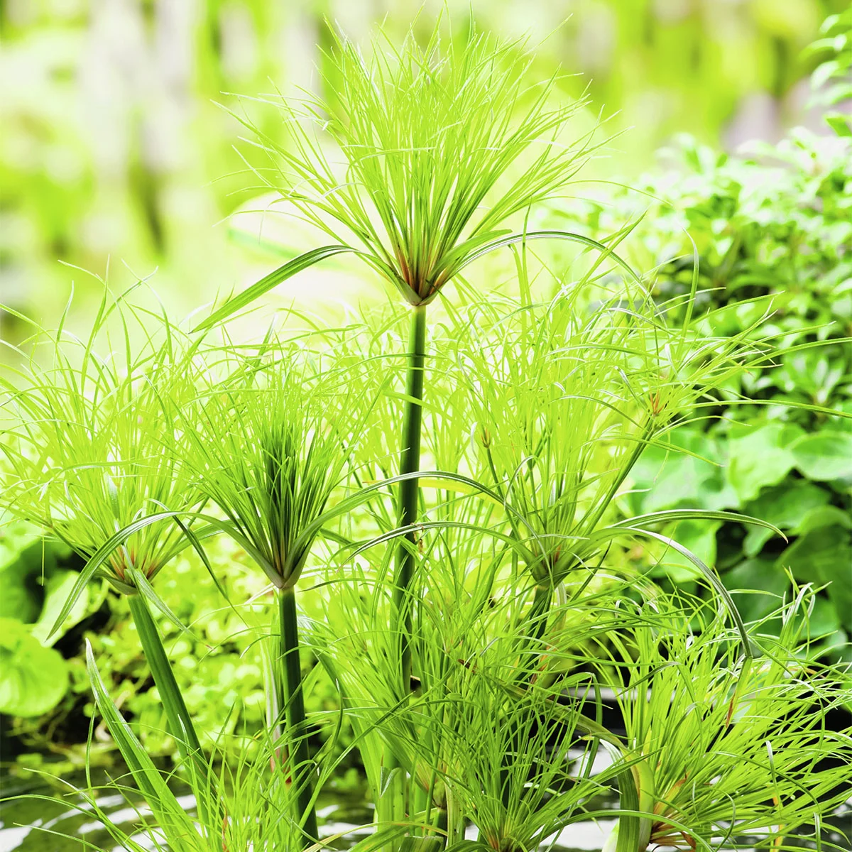 Papyrusgras Nofretete, Höhe ca. 30-40  cm