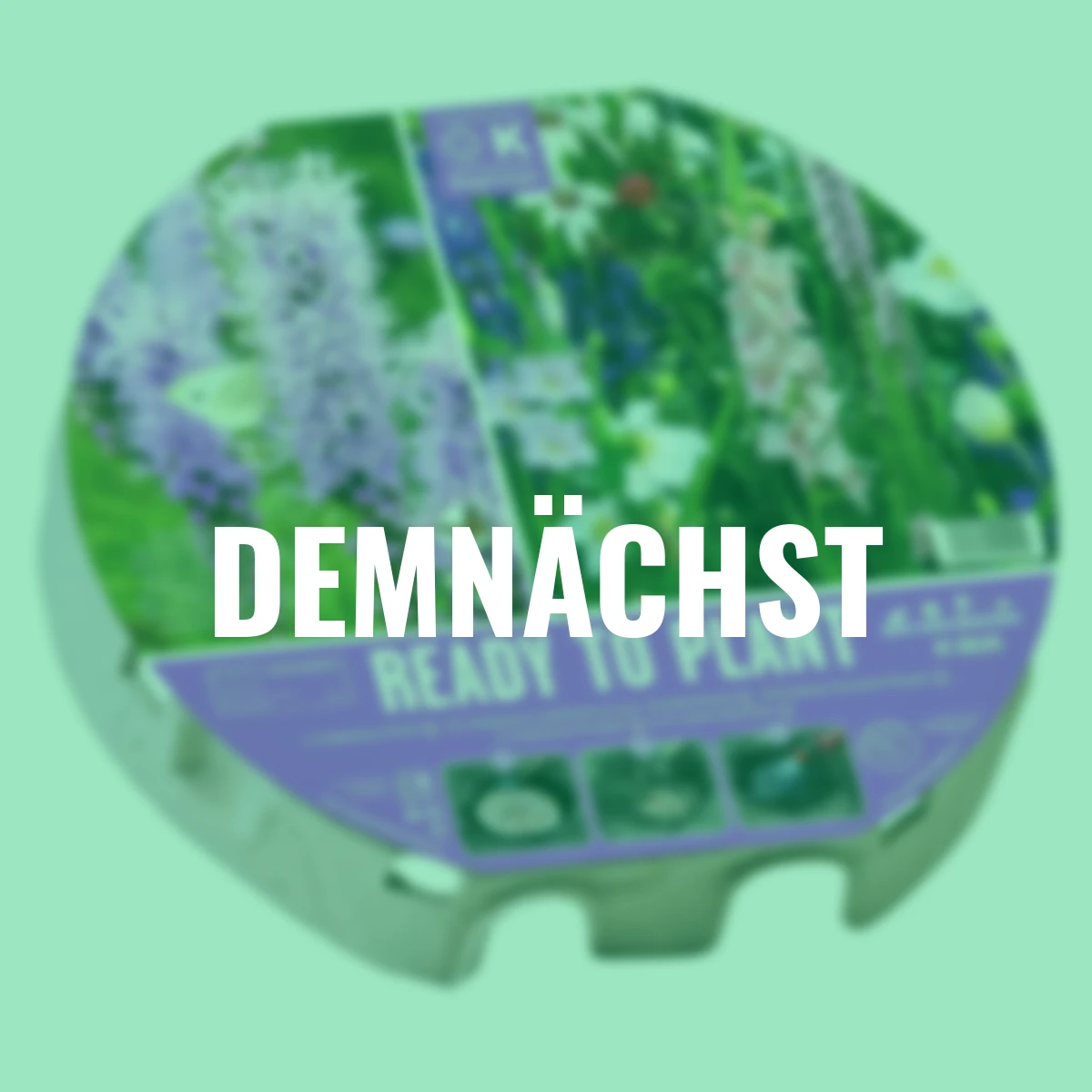 Pflanz-Tray Bienenglück, 38 cm