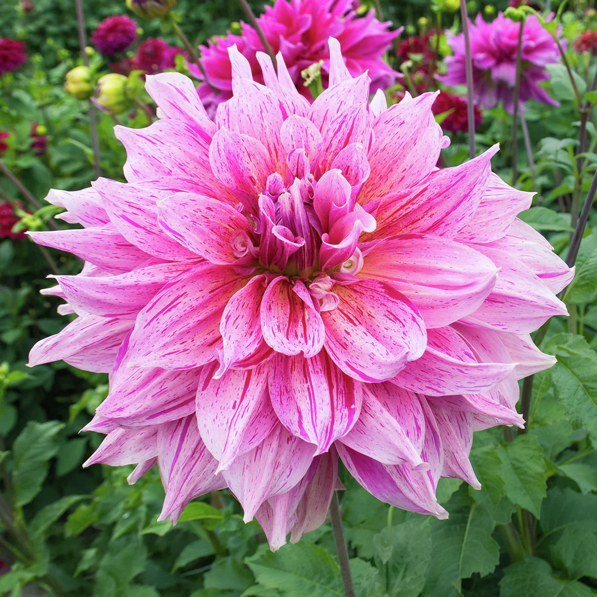 Riesen-Schmuckdahlie Dinnerplate Maki