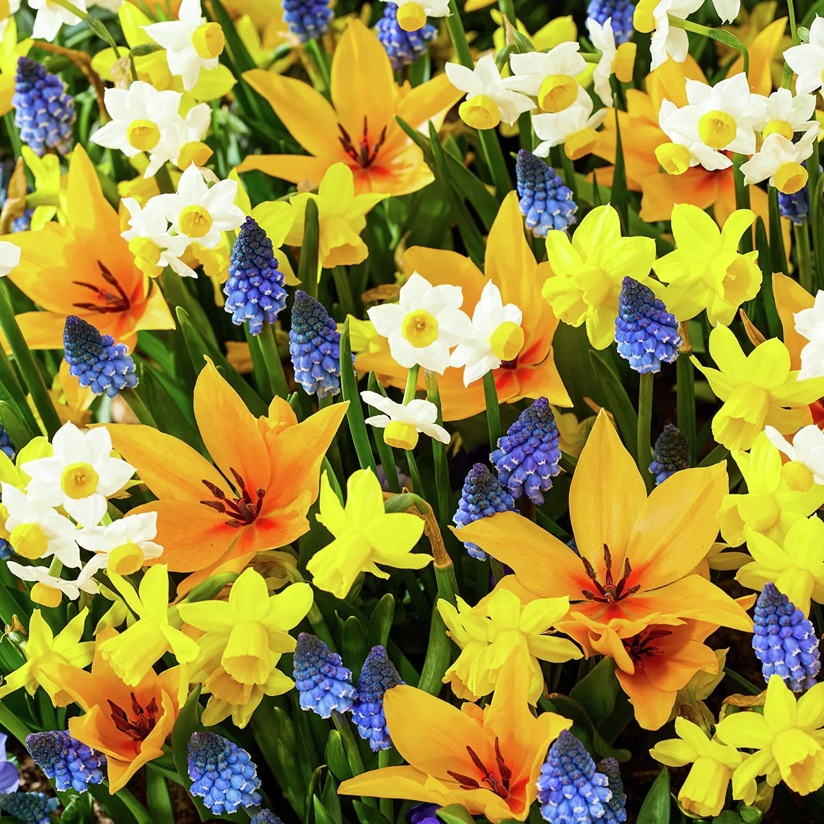 Blumenzwiebel-Mischung Blütenmelodie