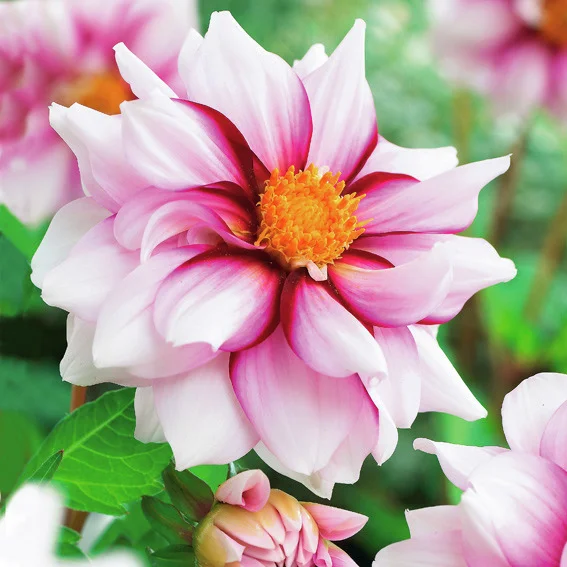 Mignon-Dahlie Edge of Joy