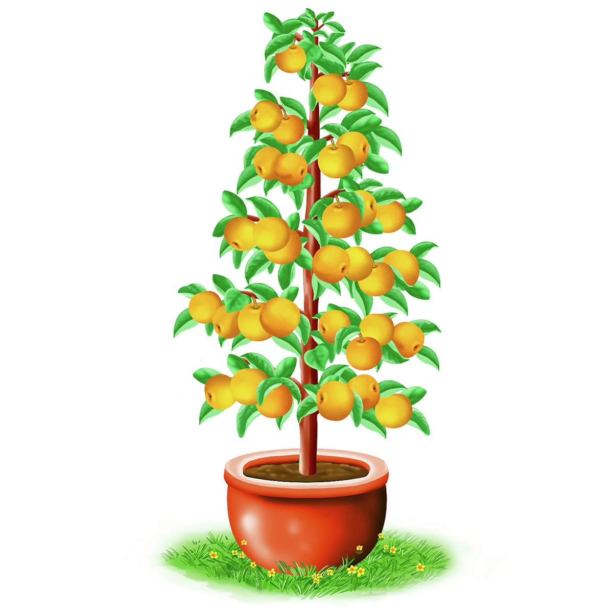 Säulen-Nashi Prosuccoso