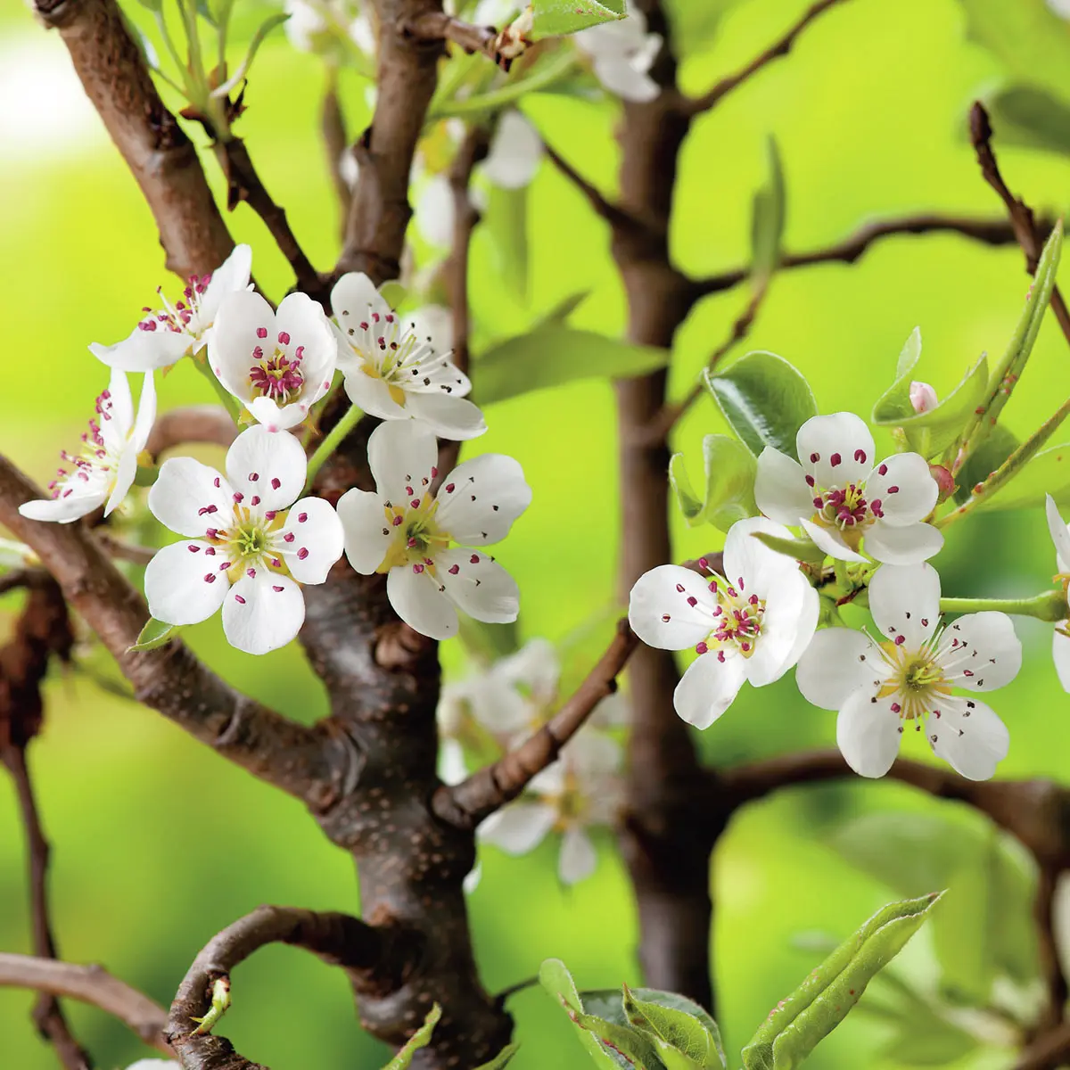 Birne Rote Williams Christ