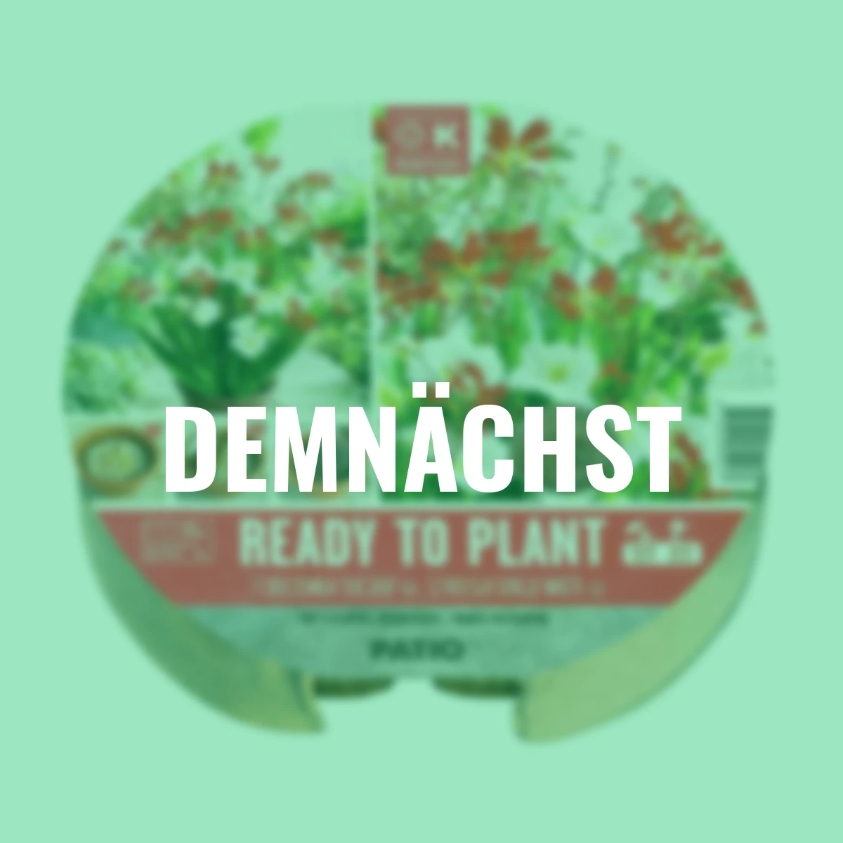 Pflanz-Tray Montbretien & Iris