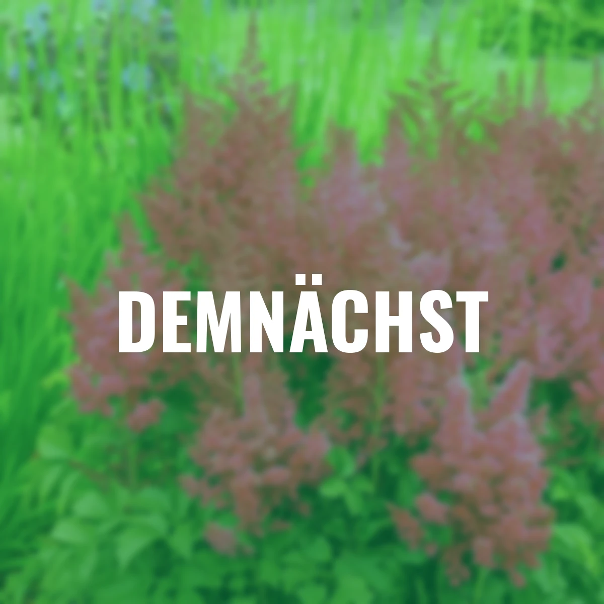 Prachtspiere Ruby Red