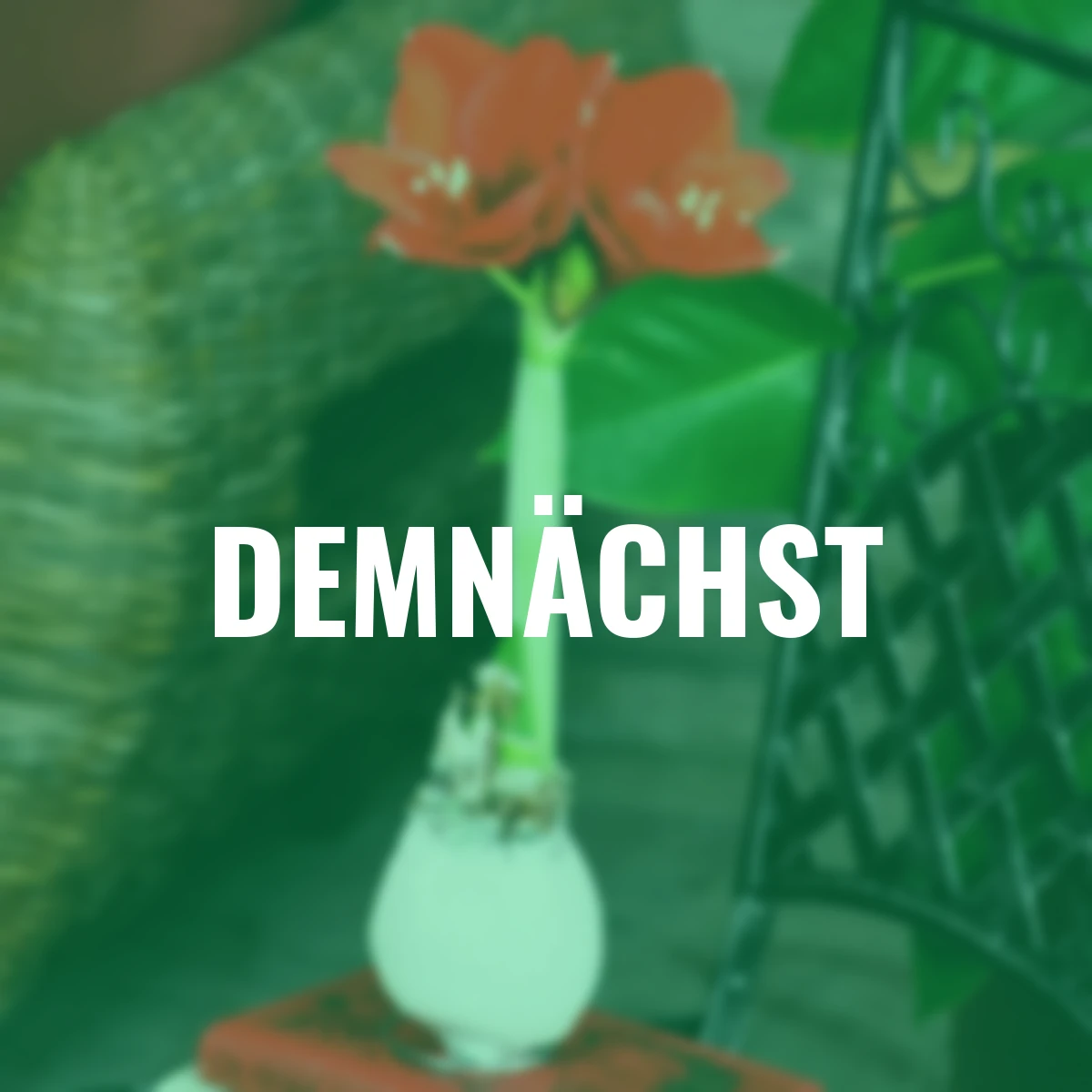 Amaryllis Wax, Touch of Magic White