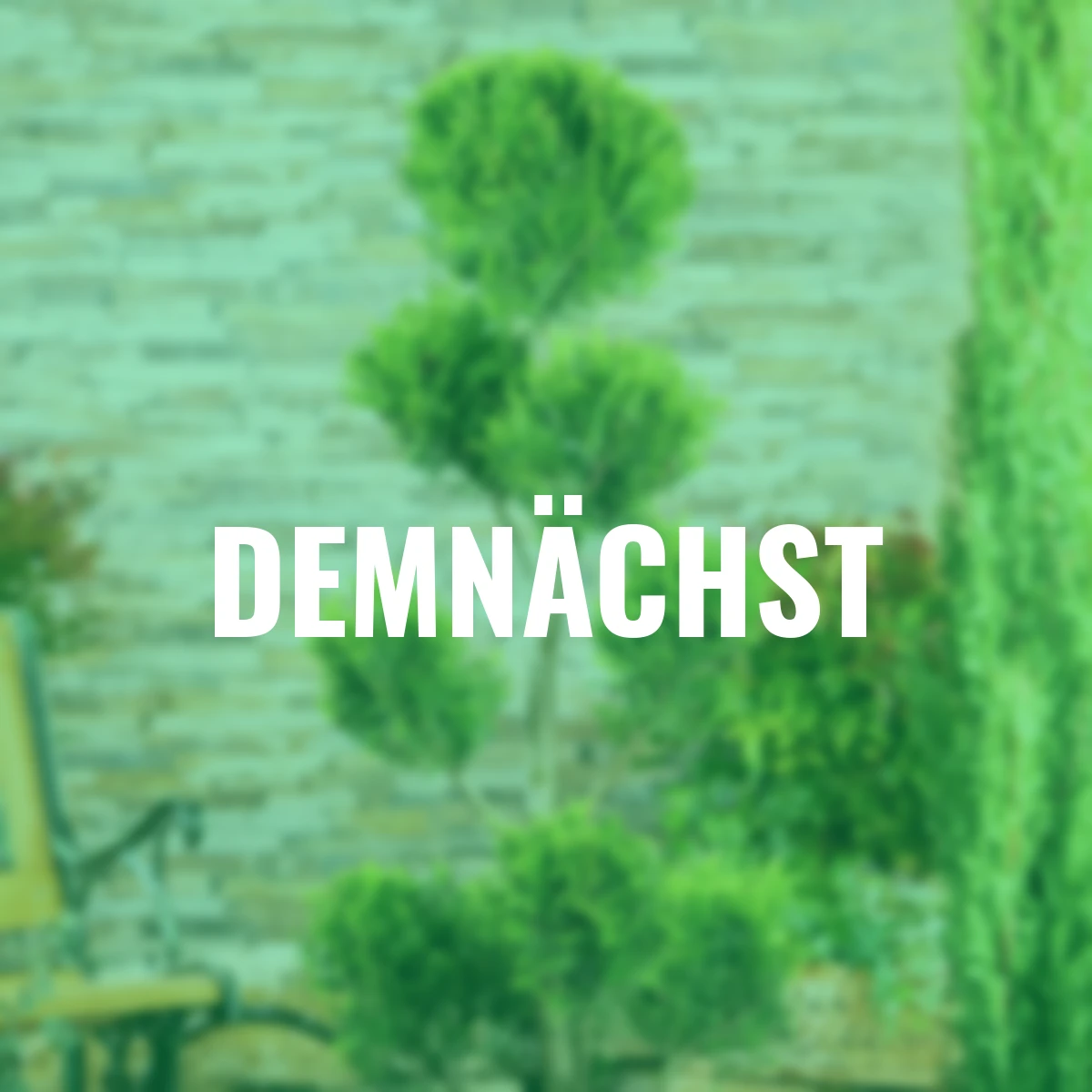 Ponpon-Zypresse Castlewellan Gold