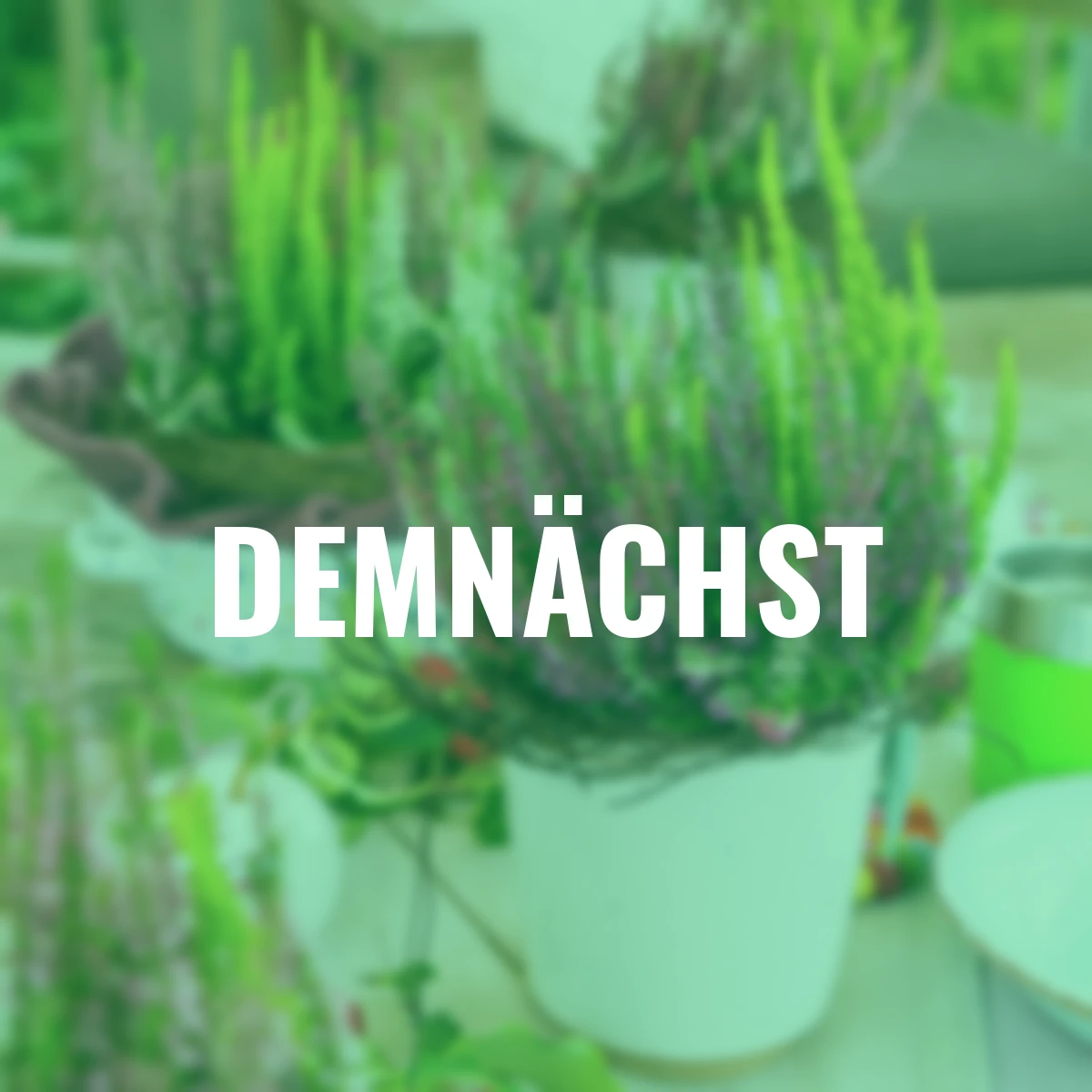 Knospenheide Gardengirls® Smixies