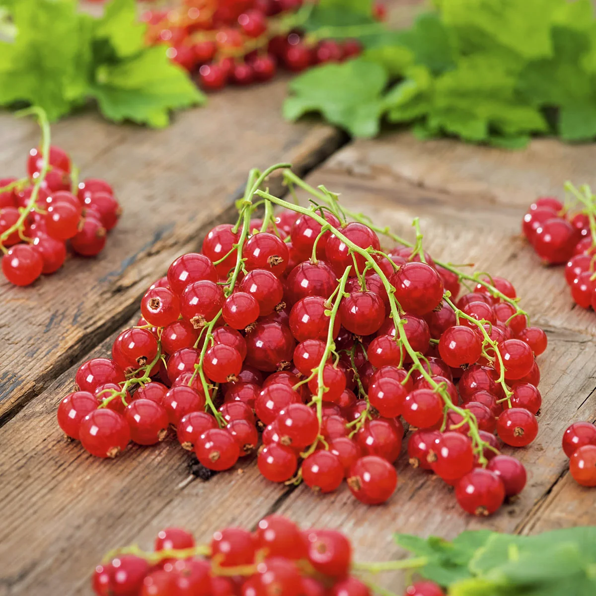 Rote Johannisbeere, Busch