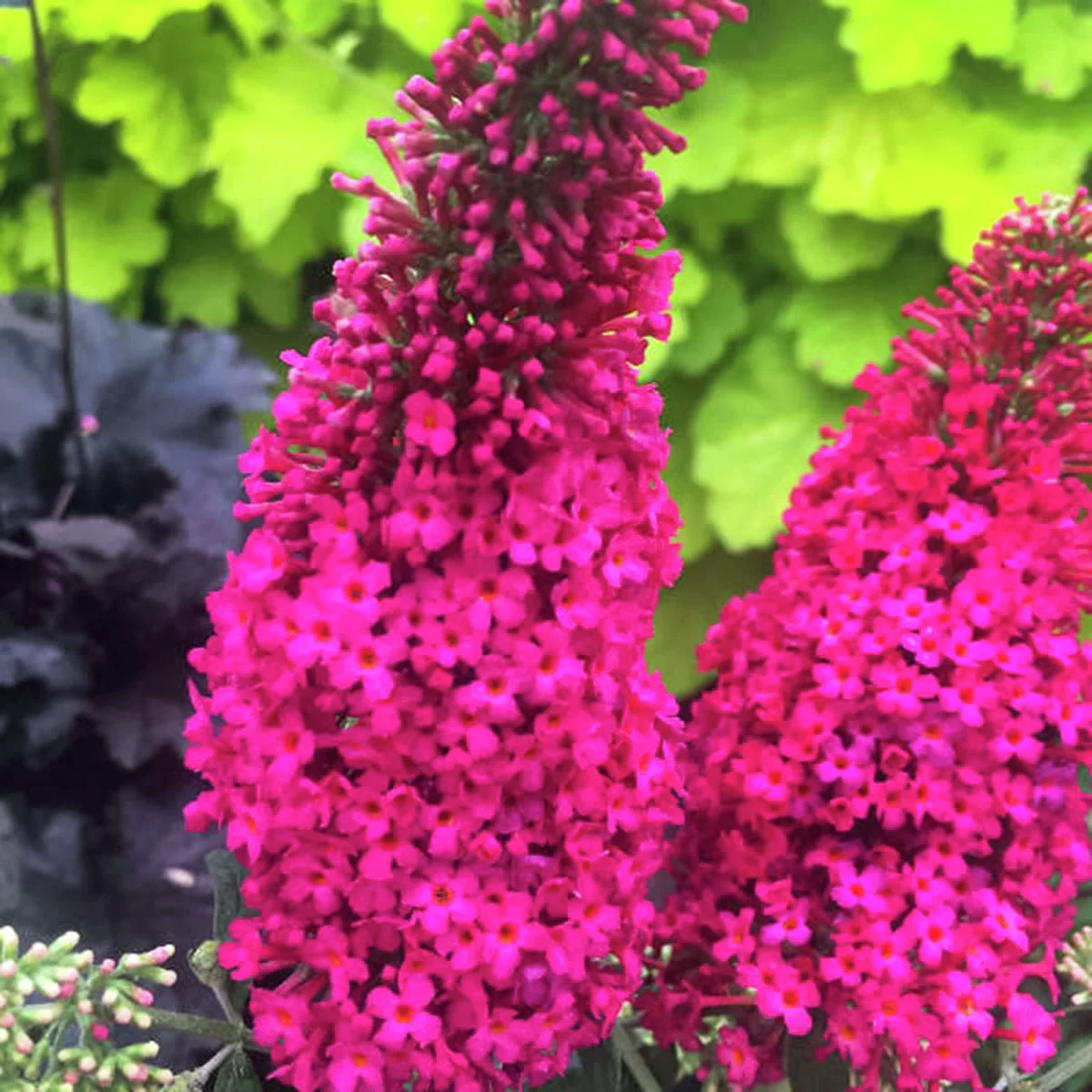 Zwerg-Schmetterlingsflieder Prince Charming®