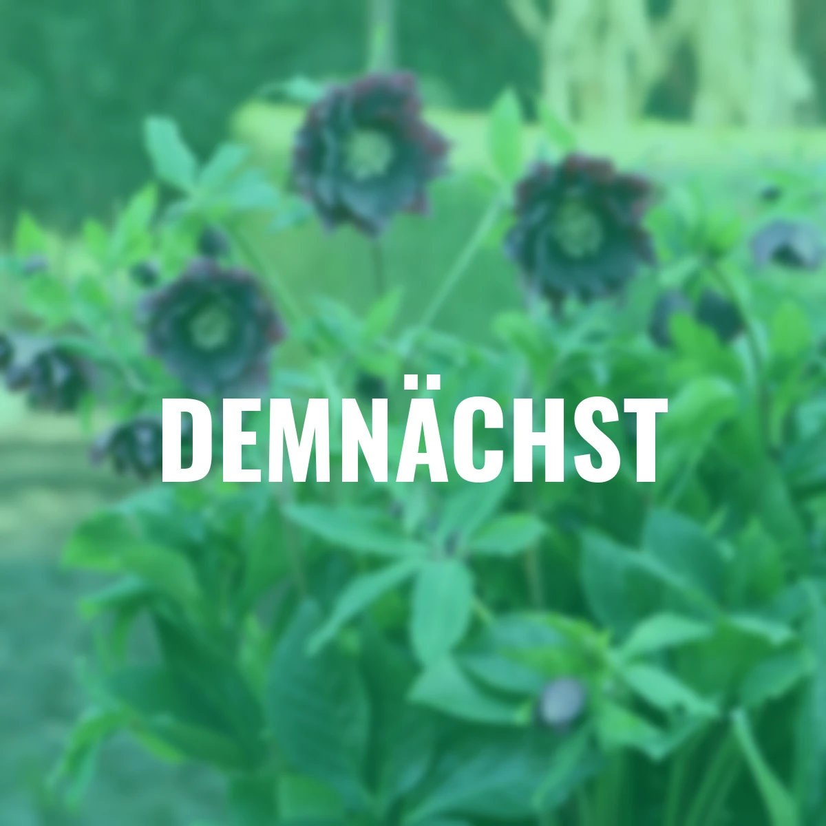 Lenzrose ViV Luisa, Höhe ca. 20-25 cm