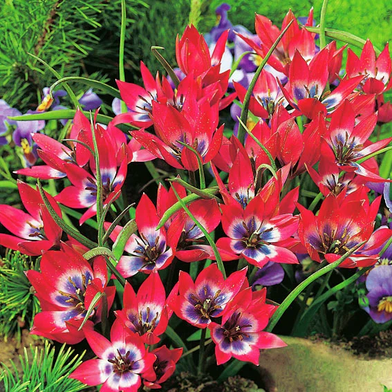 Tulpe humilis Little Beauty