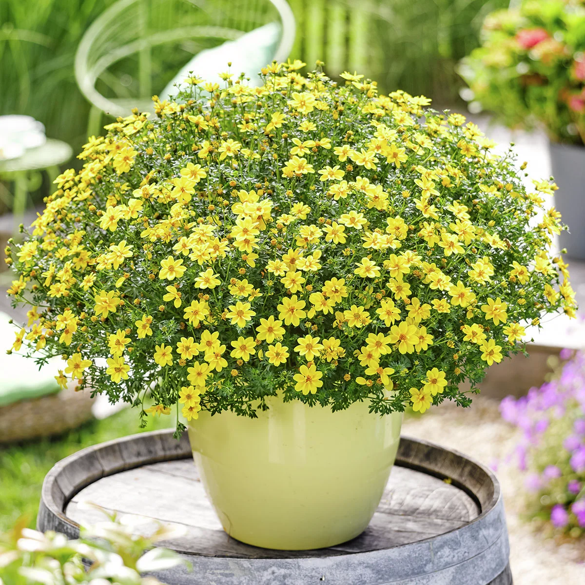 Bidens Goldmarie, gelb