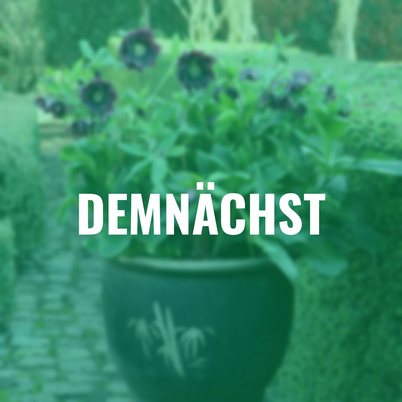 Lenzrose ViV Luisa, Höhe ca. 20-25 cm