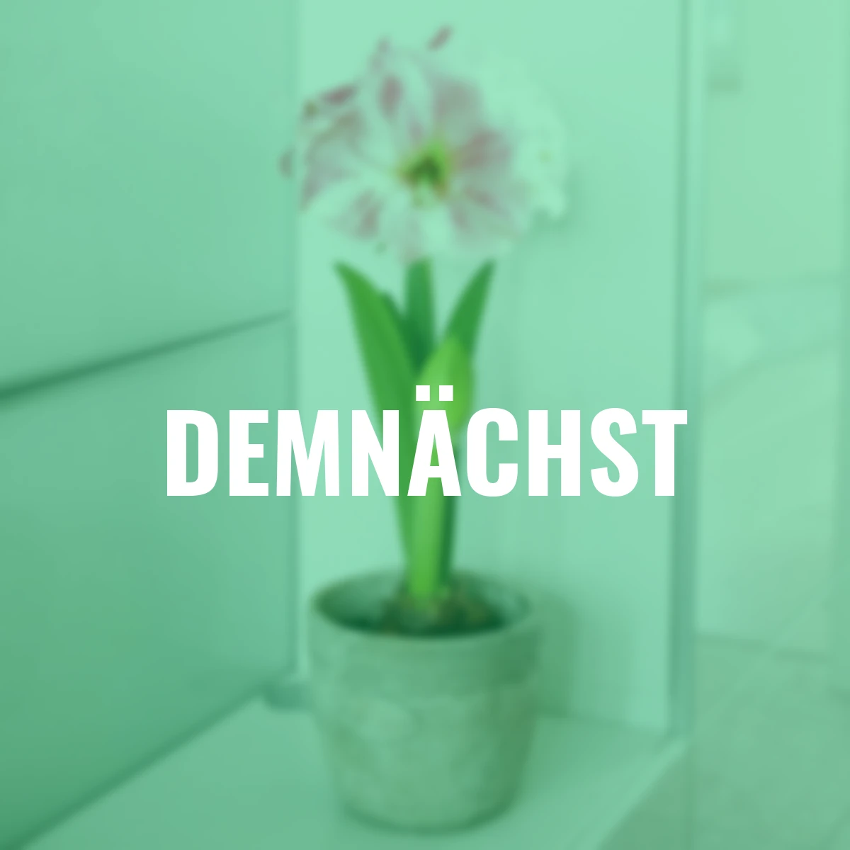 Amaryllis Cherry Bloss