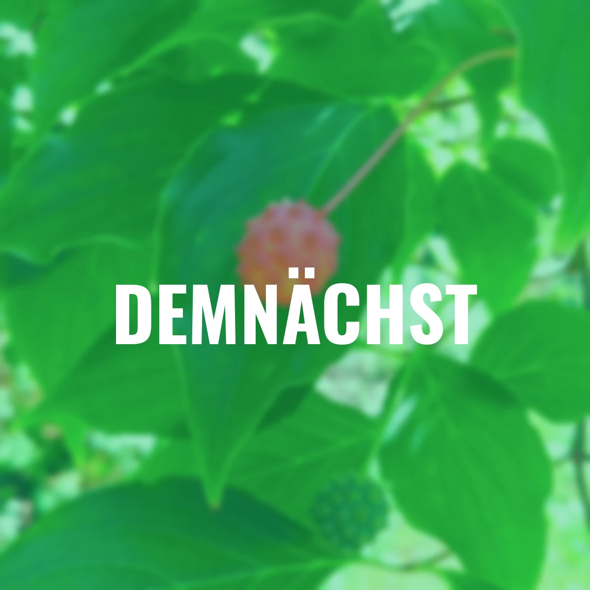 Blumenhartriegel Milky Way