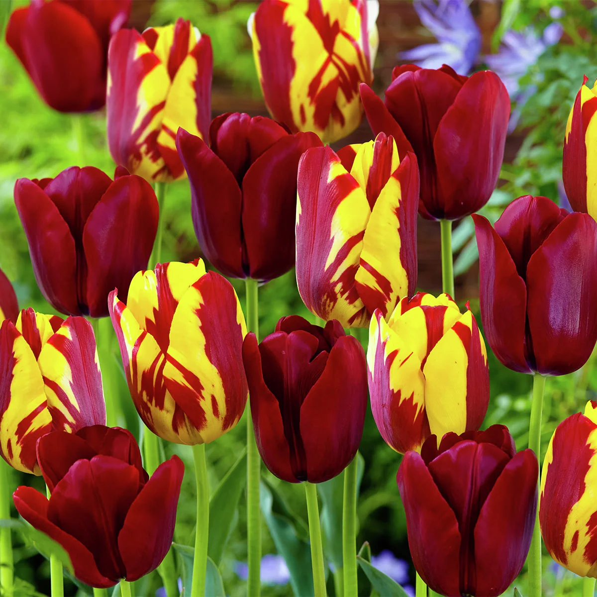 Tulpen-Set Perfect Match