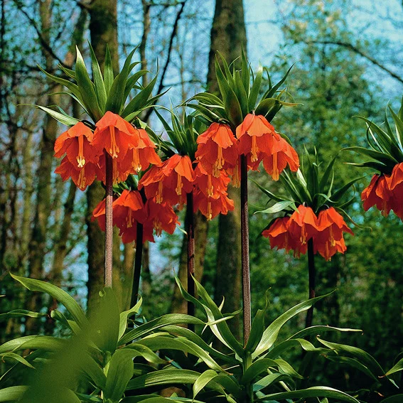 Kaiserkrone Aurora, orangerot