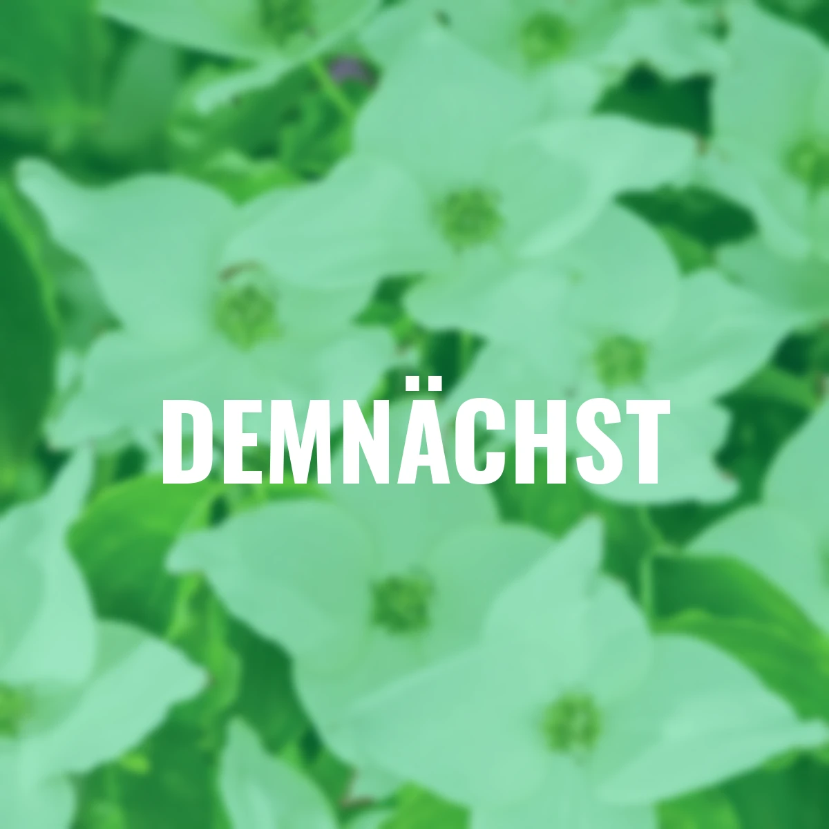 Blumenhartriegel Milky Way