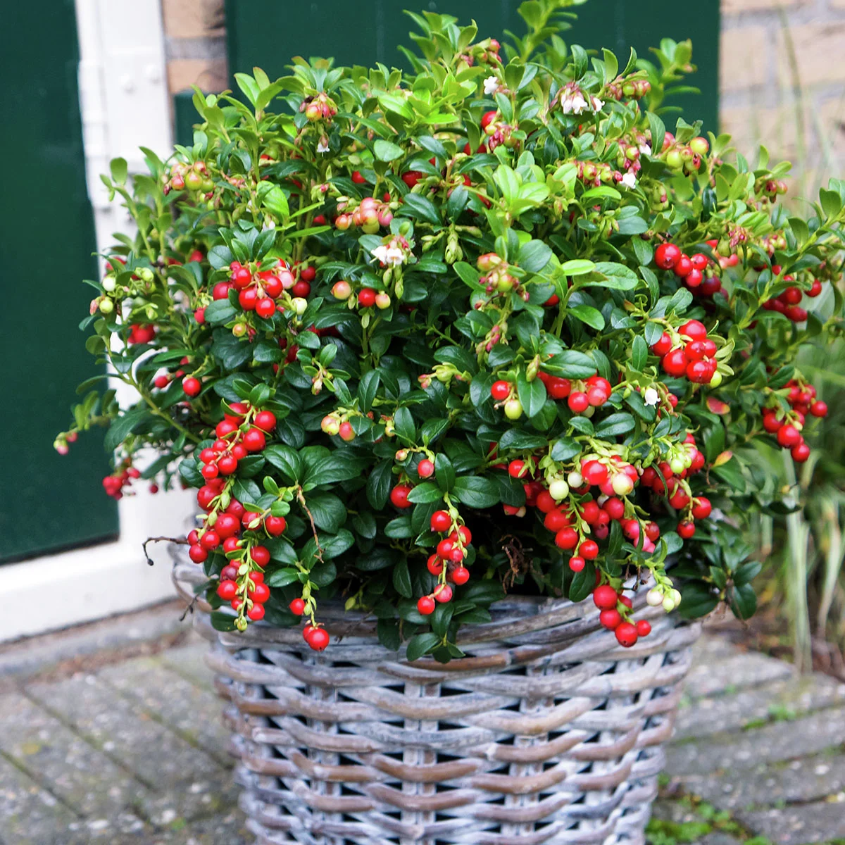 Preiselbeere Miss Cherry