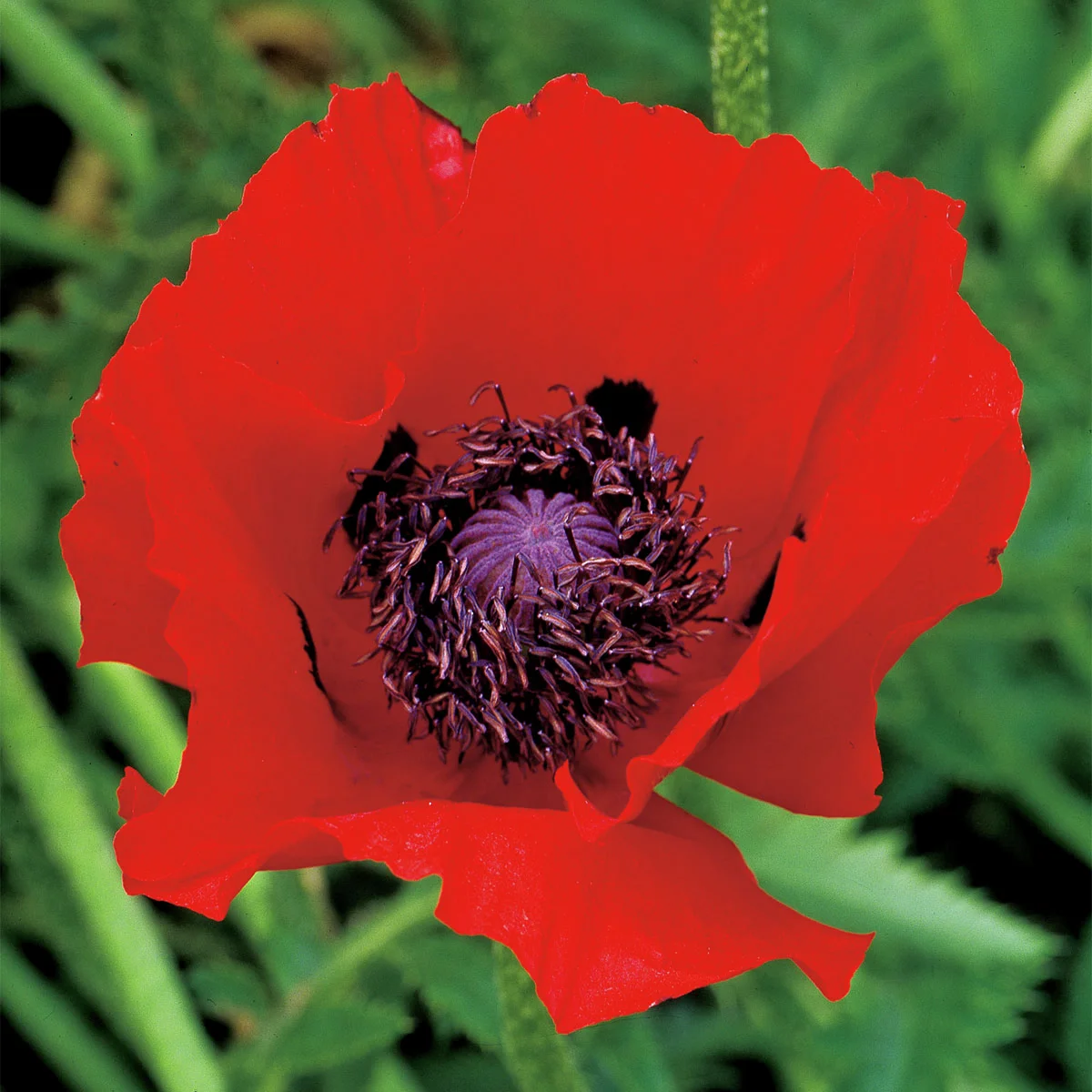 Roter Gartenmohn