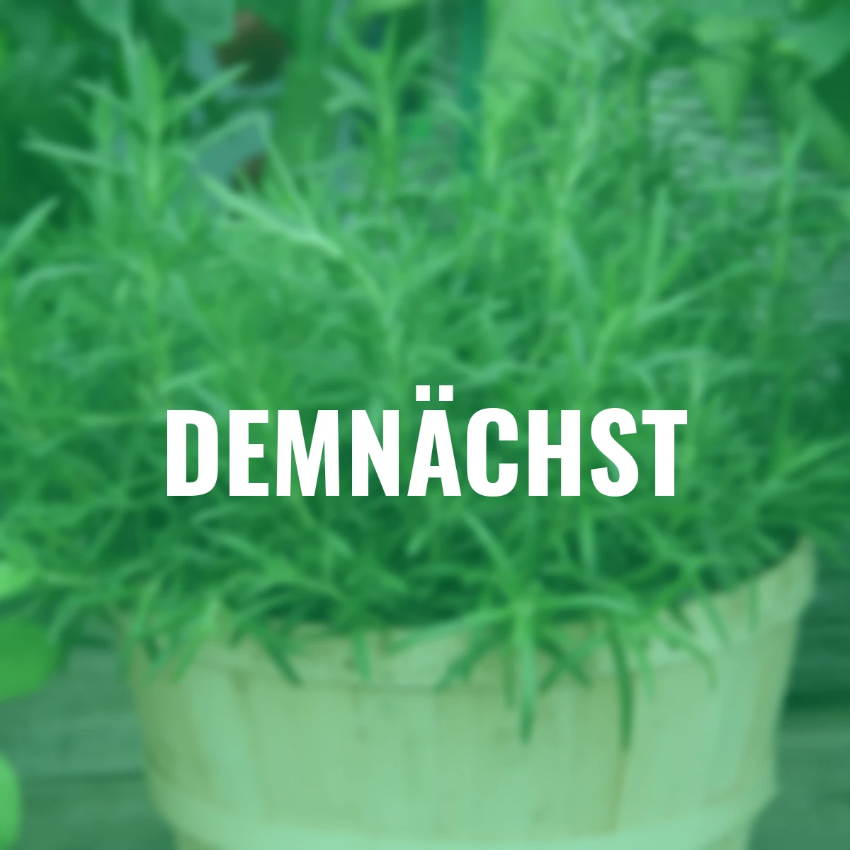 Kräuterpflanze Gourmet-Rosmarin Abraxas