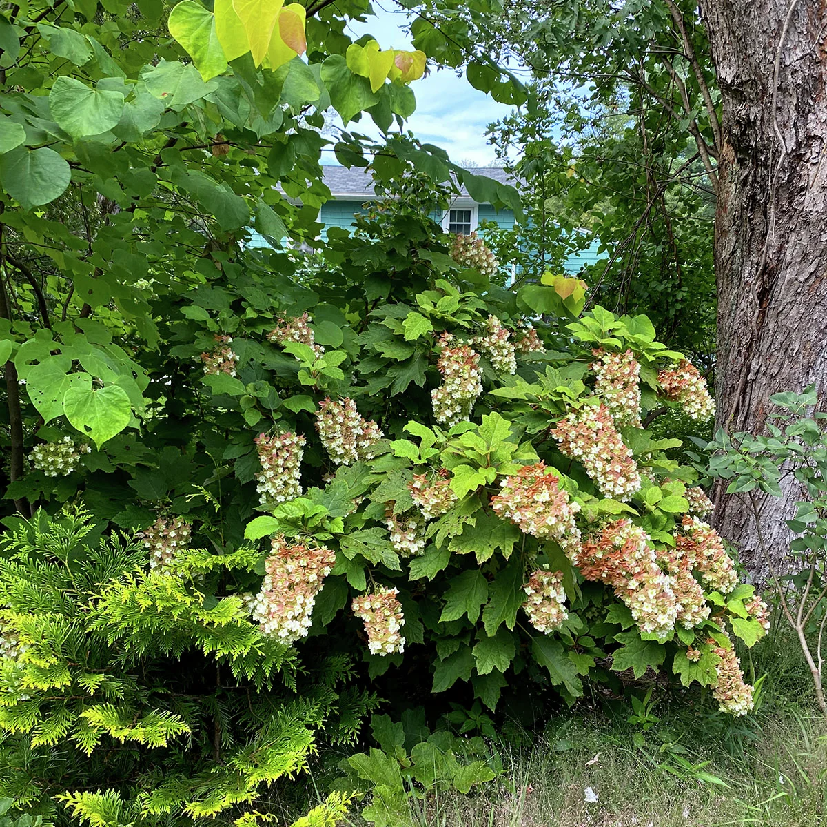 Eichenblatt-Hortensie Snowcicle